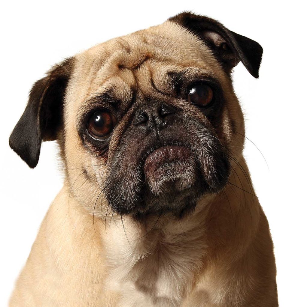 modernsbc image pug