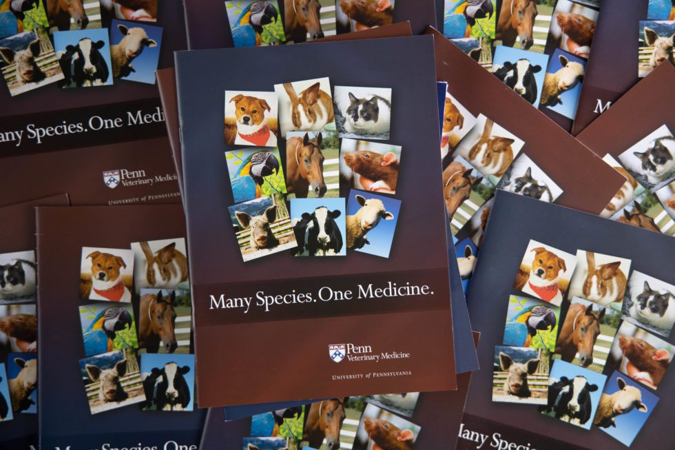 Penn Vet Modern SBC Strategic Branding and Communications